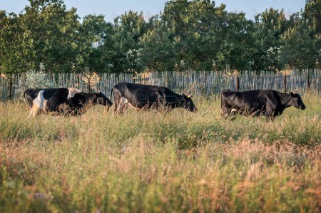 Foto de Vacas domésticas en un campo de verano en el camino a casa - Imagen libre de derechos