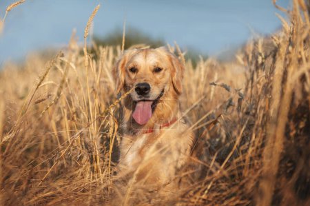 Foto de Golden retriever perro caminando al atardecer luz mágica en el campo de trigo - Imagen libre de derechos