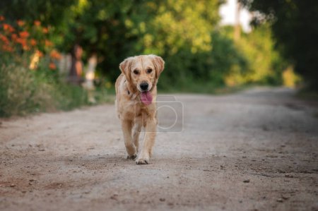 Téléchargez les photos : Golden retriever chien marche au coucher du soleil dans la nature - en image libre de droit