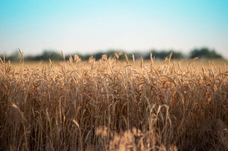 Photo for Ukrainian wheat fields in Kherson in 2023 - Royalty Free Image