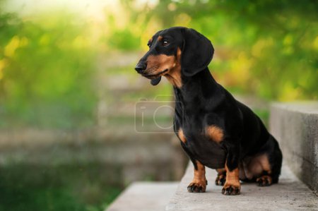 Photo for Dachshund dog beautiful pet portrait on a green spring bokeh background - Royalty Free Image