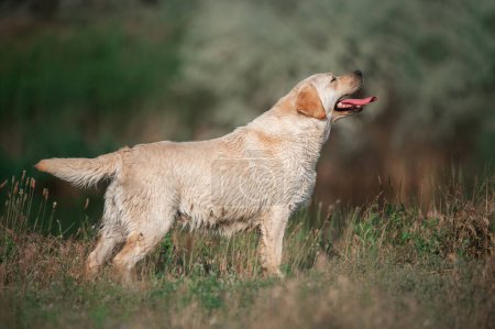 Téléchargez les photos : Labrador retriever chien amusant été promenade beau portrait animal de compagnie dans la nature - en image libre de droit