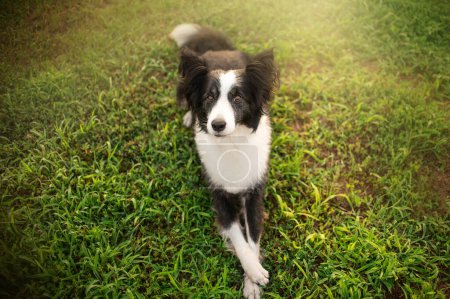 Photo for Photo of a border collie dog at dawn magical sunlight fun dog tricks - Royalty Free Image