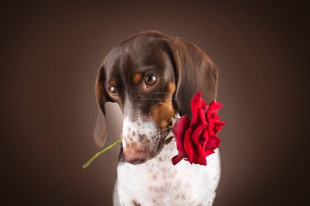 Téléchargez les photos : Beau portrait romantique d'un chien teckel piédestal sur fond brun avec une fleur de rose - en image libre de droit