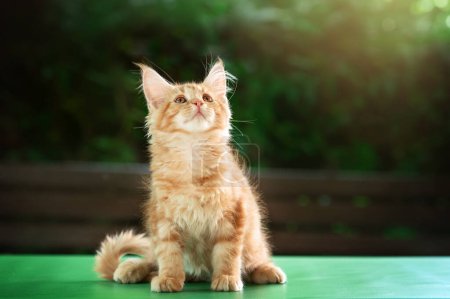 Téléchargez les photos : Jolie photo d'animaux sur un fond vert gingembre Maine Coon chatons - en image libre de droit