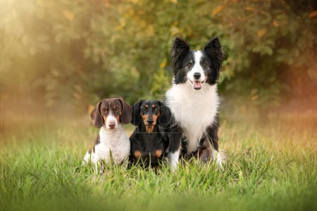 Foto de Tres perros en la naturaleza, un hermoso retrato de mascotas, frontera collie y dachshund amigos - Imagen libre de derechos