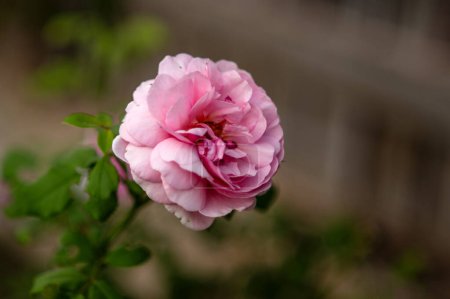 Téléchargez les photos : Belles fleurs dans le jardin photo de plantes floraison d'automne - en image libre de droit