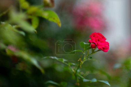Photo for Beautiful flowers in the garden photo of plants autumn flowering - Royalty Free Image