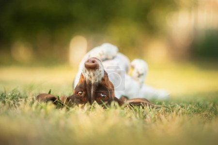 Téléchargez les photos : Beau portrait d'un chien dans le jardin piebald teckel lumière du soleil magique - en image libre de droit