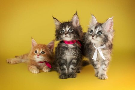 Téléchargez les photos : Maine Coon chatons belle photo de chats dans le studio sur un fond jaune vif - en image libre de droit