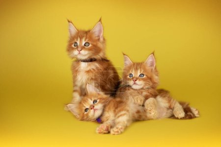 Foto de Maine Coon gatitos hermosa foto de gatos en el estudio en un brillante amarillo fondo - Imagen libre de derechos