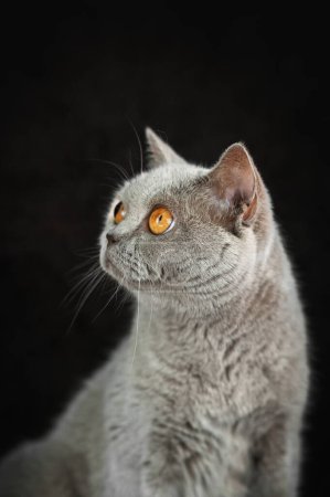Téléchargez les photos : Beau portrait de chat sur fond noir en studio - en image libre de droit