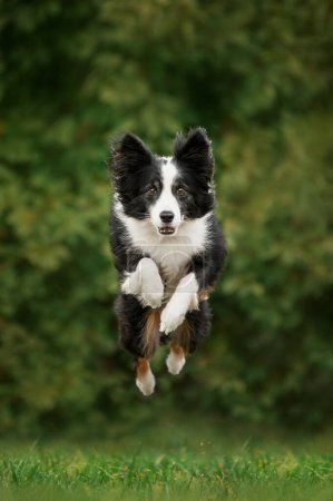 Foto de Frontera collie perro saltar en el aire fresco fotos de perros - Imagen libre de derechos
