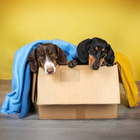 Foto de Retrato divertido de perros sobre un fondo amarillo de dos salchichas en una caja de cartón - Imagen libre de derechos