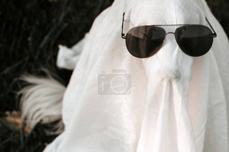 Foto de Frontera collie lindo divertido halloween mascota foto fantasma perro - Imagen libre de derechos