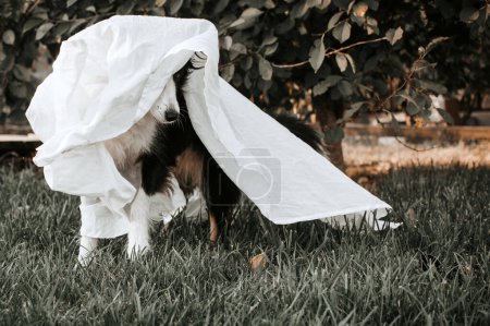 Téléchargez les photos : Frontière collie mignon drôle halloween animal photo fantôme chien - en image libre de droit