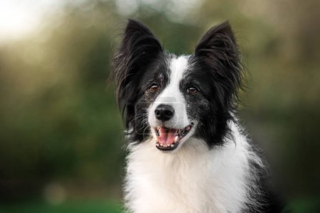 Photo for Border collie dog on a walk on a green lawn wonderful portraits of senior pet - Royalty Free Image