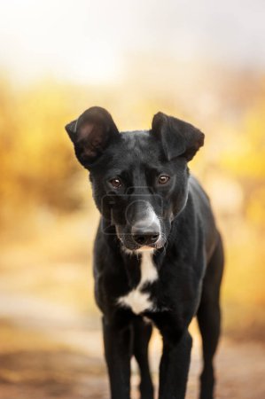 Téléchargez les photos : Beau portrait d'un chien métis noir dans un parc d'automne - en image libre de droit