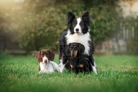 Foto de Lindo retrato de tres perros en el césped amistad de diferentes razas frontera collie y dachshund hermosa mirada - Imagen libre de derechos