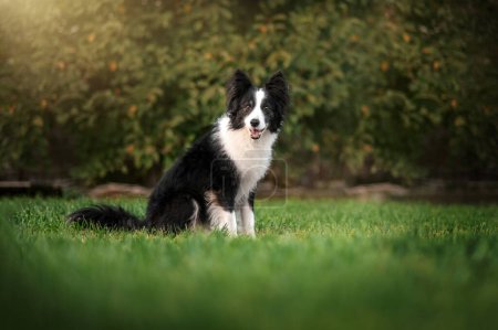 Foto de Frontera collie perro en un paseo en un verde césped maravilloso retratos de senior mascota - Imagen libre de derechos