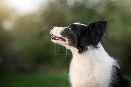 Foto de Frontera collie perro en un paseo en un verde césped maravilloso retratos de senior mascota - Imagen libre de derechos