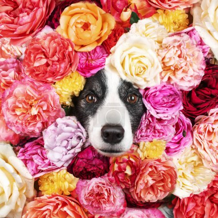 Foto de Hermosa foto artística de un perro en un retrato de estudio de un borde collie en flores - Imagen libre de derechos