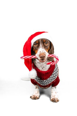 Foto de Foto de Navidad de una mascota en el estudio, un perro salchicha piebald en un disfraz de Año Nuevo - Imagen libre de derechos