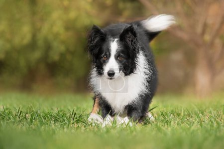 Foto de Borde collie perro hermosa foto de una mascota juguetona sobre un fondo natural - Imagen libre de derechos