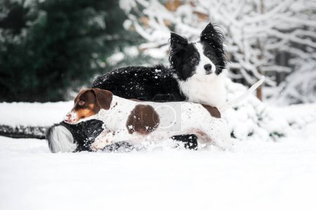 Téléchargez les photos : Teckel et frontière collie chiens promenade hivernale dans la neige belles photos hivernales de chiens - en image libre de droit