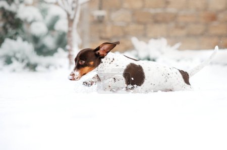 Photo for Piebald dachshund dog winter walk in the snow beautiful winter photos of dogs - Royalty Free Image