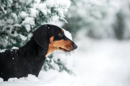 Téléchargez les photos : Chien teckel noir bronzage hiver promenade dans la neige belles photos d'hiver de chiens - en image libre de droit