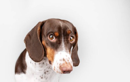 Foto de Piebald dachshund perro divertido mirando retrato sobre fondo blanco - Imagen libre de derechos
