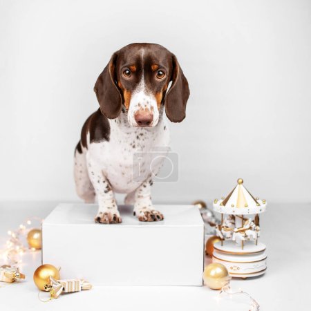 Téléchargez les photos : Piebald teckel chien photo de Noël festive d'un animal de compagnie sur un fond blanc dans un studio photo - en image libre de droit