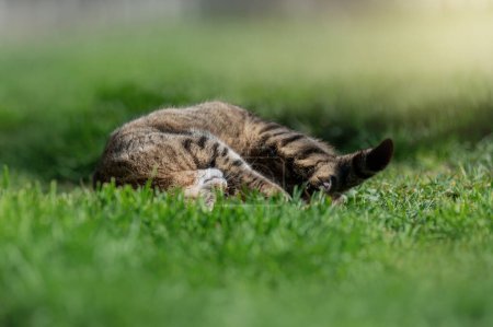 Téléchargez les photos : Chat domestique rayé sur une promenade libre sur une pelouse verte portraits de printemps de chats belles photos ensoleillées d'animaux de compagnie - en image libre de droit