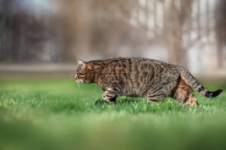 Foto de Gato doméstico rayado en un paseo libre en un césped verde retratos de primavera de gatos hermosas fotos soleadas de mascotas - Imagen libre de derechos