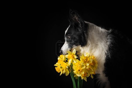 Foto de Hermoso perro frontera collie senior con narcisos sobre un fondo negro en el estudio retratos de perros senior - Imagen libre de derechos