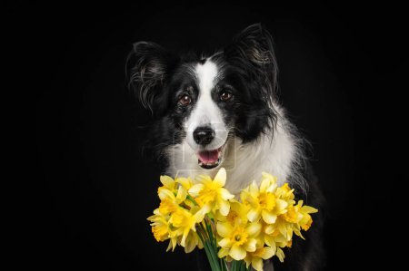 Téléchargez les photos : Magnifique chien frontière collie senior avec jonquilles sur un fond noir dans les portraits en studio de chiens âgés - en image libre de droit