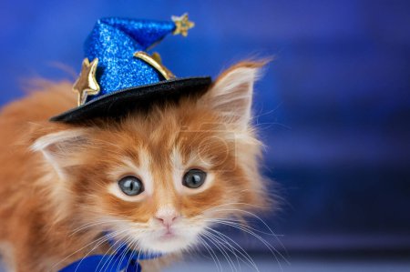 Photo for Nice studio photo of red Maine Coon kittens on blue background cute pets, baby cats - Royalty Free Image