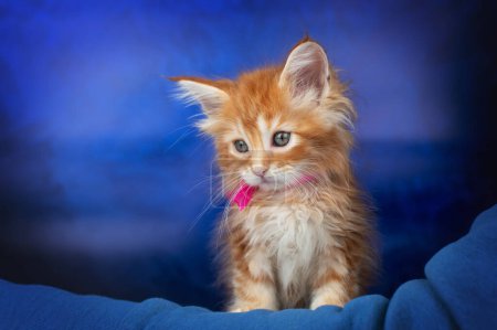 Téléchargez les photos : Belle photo de studio de chatons rouges du Maine Coon sur fond bleu animaux mignons, bébés chats - en image libre de droit