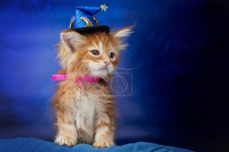 Foto de Bonito estudio foto de rojo Maine Coon gatitos sobre fondo azul lindo mascotas, bebé gatos - Imagen libre de derechos