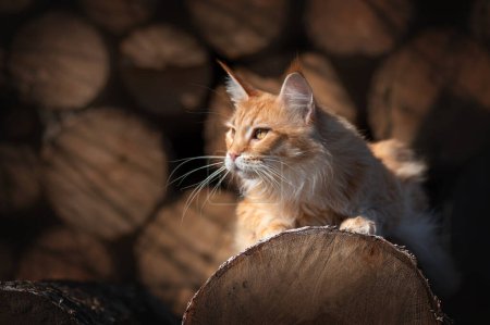 Foto de Maine coon gato rojo en un paseo sobre el fondo de los árboles en el patio granja gatos hermosa mascota retratos - Imagen libre de derechos