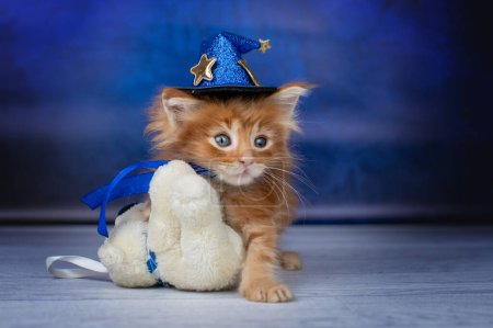 Téléchargez les photos : Belle photo de studio de chatons rouges du Maine Coon sur fond bleu animaux mignons, bébés chats - en image libre de droit