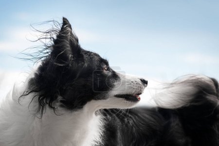 Foto de Frontera collie perro disfruta del aire en la naturaleza hermoso retrato - Imagen libre de derechos