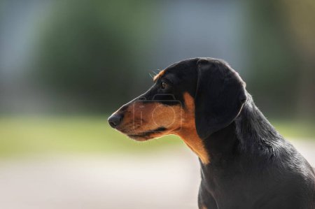 Téléchargez les photos : Teckel beau portrait printanier d'un chien de compagnie sur un fond naturel vert doux - en image libre de droit