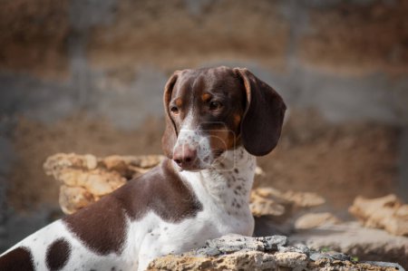 Photo for Piebald dachshund dog beautiful portrait spring photos of pets - Royalty Free Image