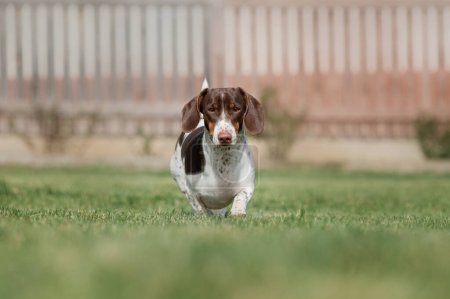 Photo for Piebald dachshund dog running on green grass photo of pets on a walk outside - Royalty Free Image