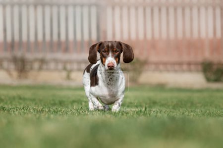 Téléchargez les photos : Dachshund chien piebald courir sur l'herbe verte photo d'animaux domestiques sur une promenade à l'extérieur - en image libre de droit