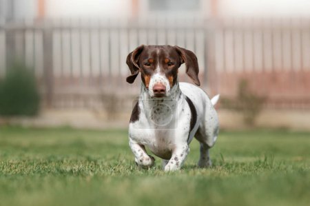 Téléchargez les photos : Dachshund chien piebald courir sur l'herbe verte photo d'animaux domestiques sur une promenade à l'extérieur - en image libre de droit