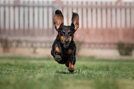 Photo for Dachshund dog enjoying life happily running on spring lawn outdoors happy pets - Royalty Free Image