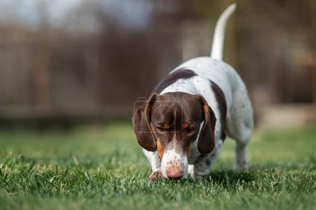 Foto de Perro piebald dachshund paseando por el césped y oliendo las fotos de mascotas de primavera hierba - Imagen libre de derechos
